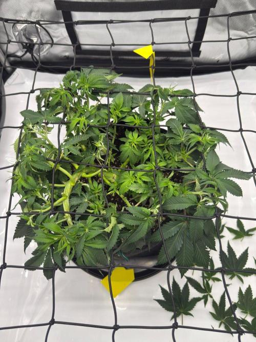 Barney's Farm Cherry Poppers. Week 6