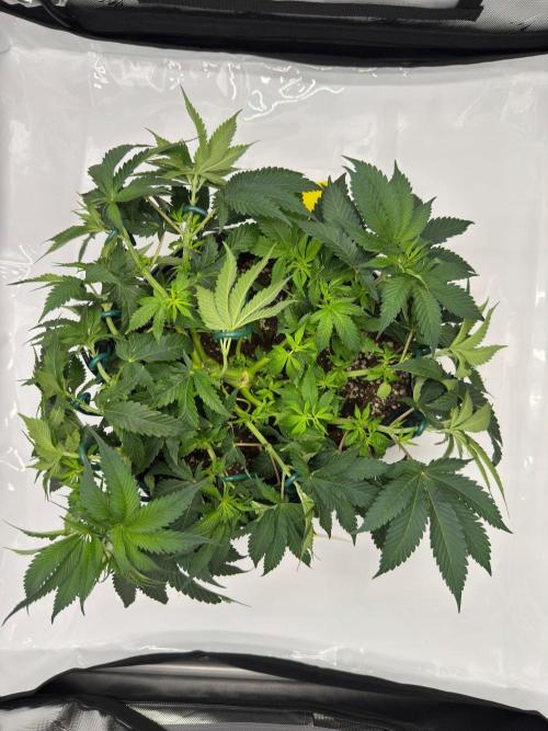 Barney's Farm Cherry Poppers. Week 6