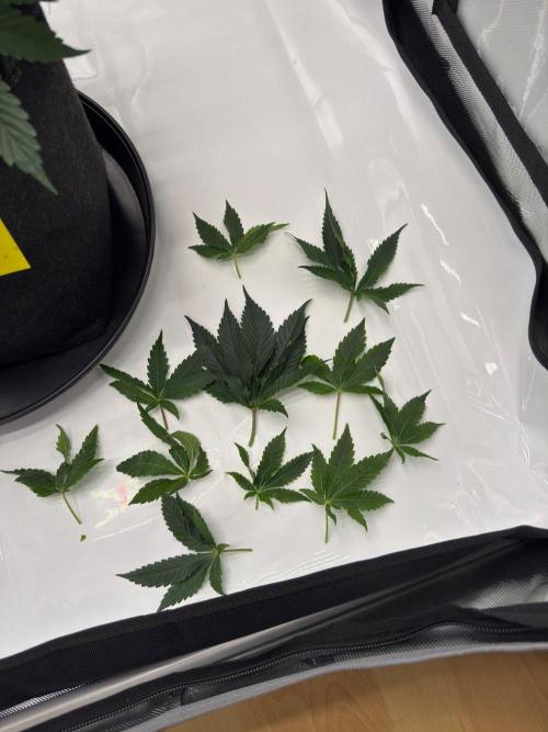 Barney's Farm Cherry Poppers. Week 6