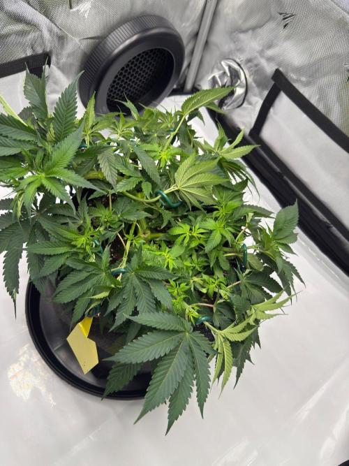 Cherry Poppers. Week 6
