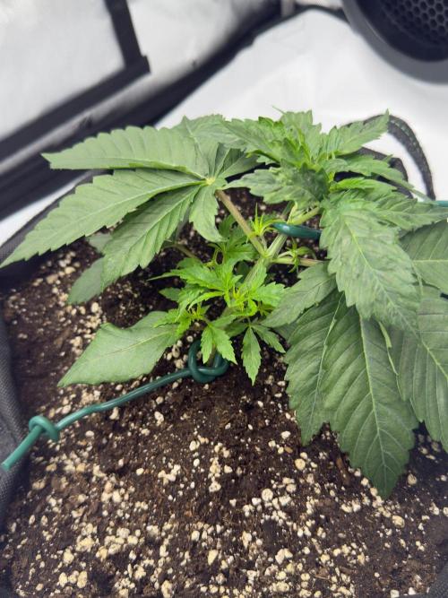 Barney's Farm Cherry Poppers. Week 3