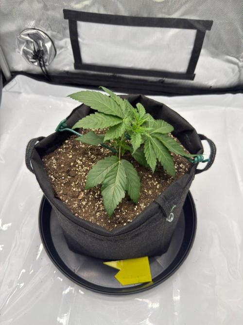 Cherry Poppers. Week 3