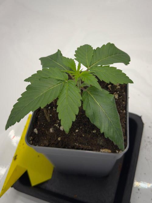 Cherry Poppers. Week 2