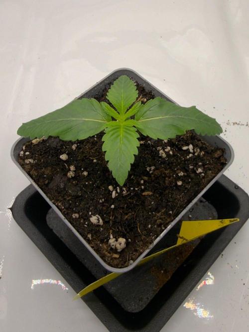 Barney's Farm Cherry Poppers. Week 1