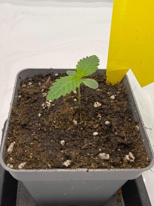 Barney's Farm Cherry Poppers. Week 1