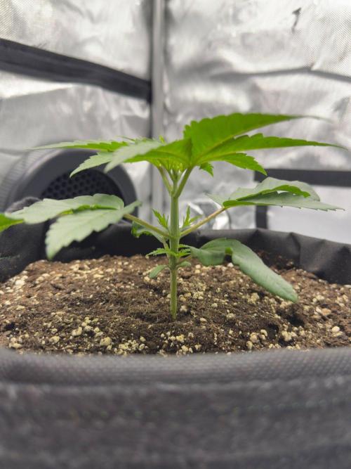 Barney's Farm Cherry Poppers. Week 2