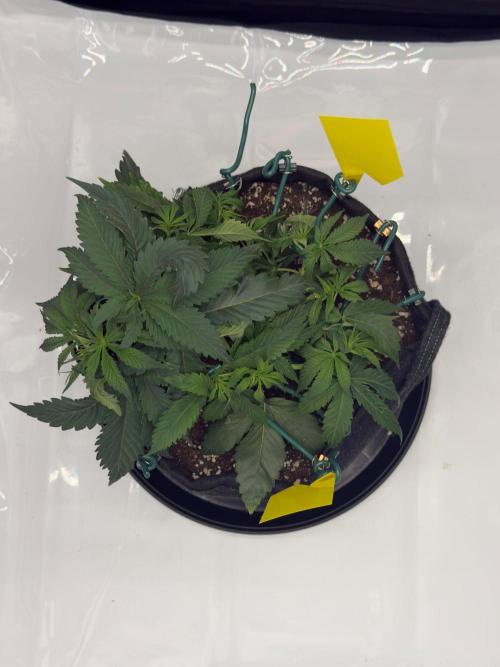 Barney's Farm Cherry Poppers. Week 4