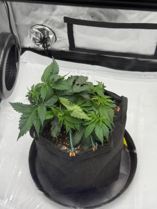 Barney's Farm Cherry Poppers. Week 4
