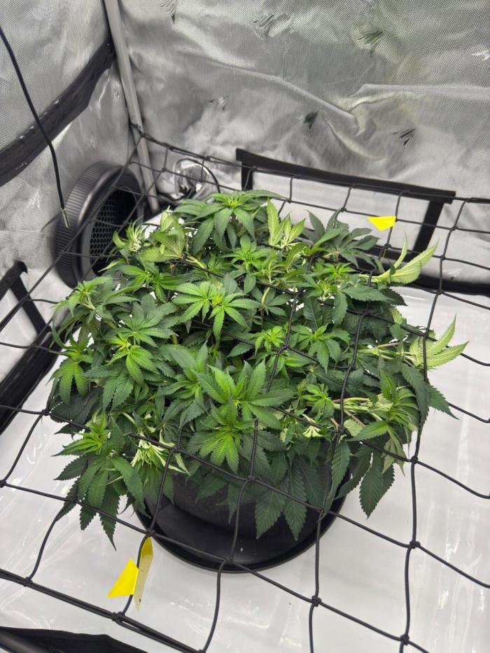 Barney's Farm Cherry Poppers. Week 8