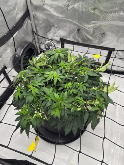 Cherry Poppers. Week 8