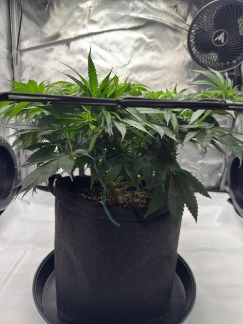 Cherry Poppers. Week 9