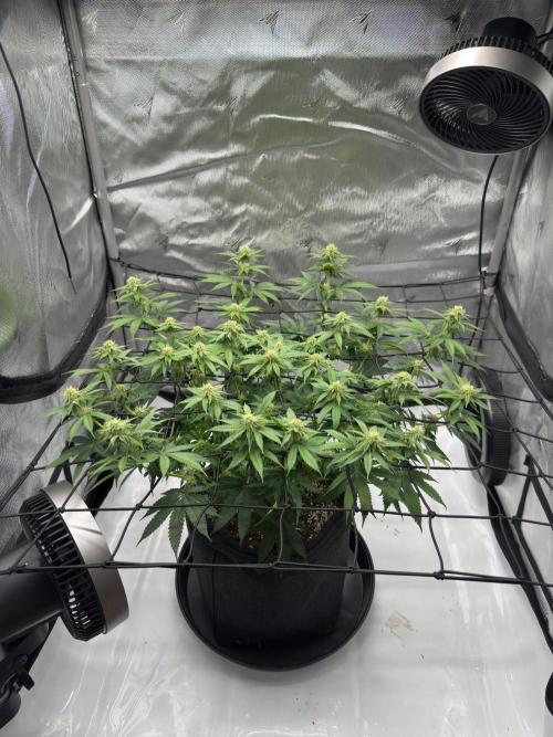 Barney's Farm Cherry Poppers. Week 10