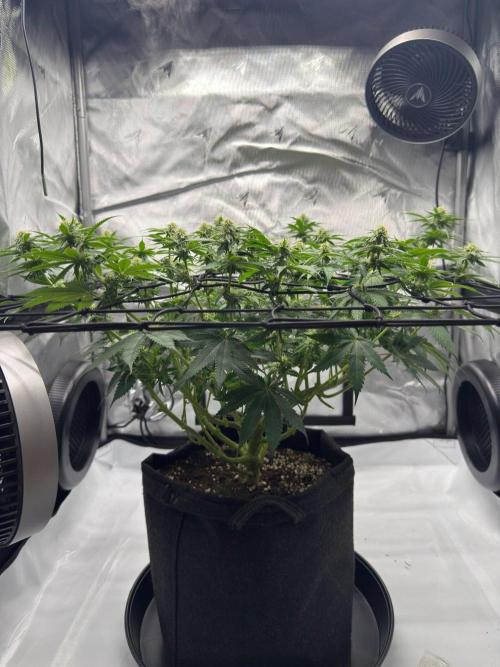 Barney's Farm Cherry Poppers. Week 10