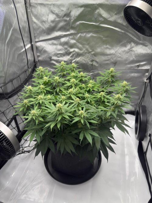 Barney's Farm Cherry Poppers. Week 10