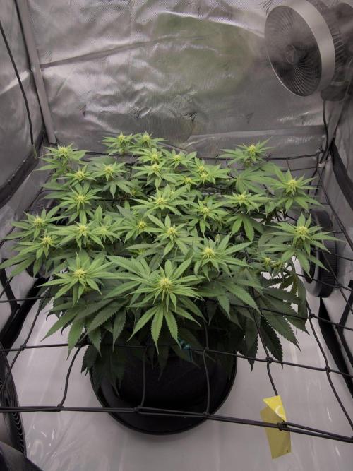 Barney's Farm Cherry Poppers. Week 10