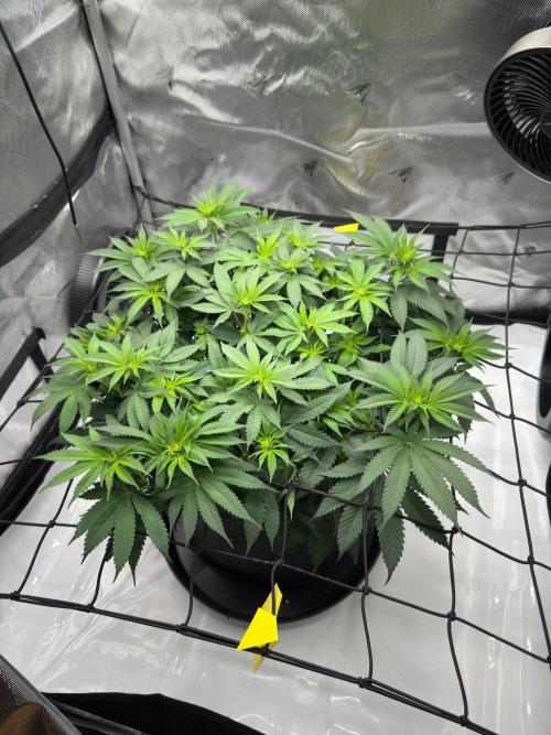 Barney's Farm Cherry Poppers. Week 9