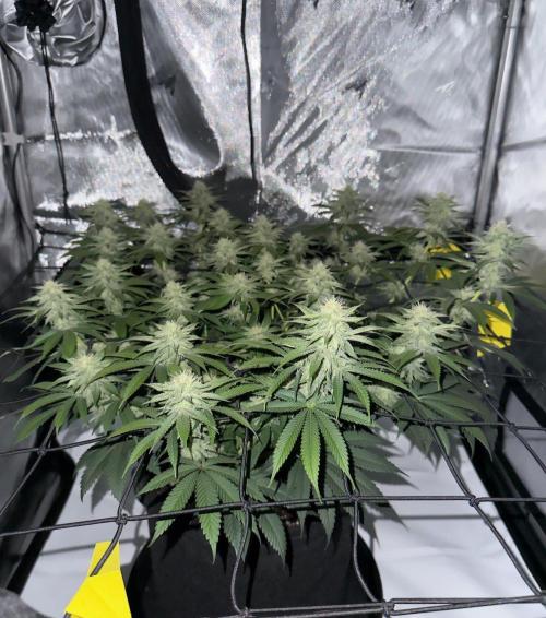 Barney's Farm Cherry Poppers. Week 11