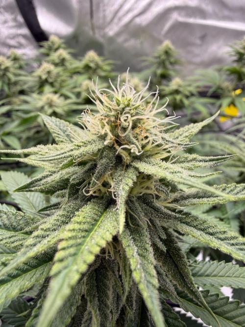 Barney's Farm Cherry Poppers. Week 11