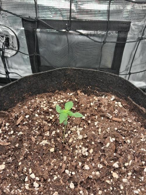 winter 26 grow 1. Week 1 - gedüngt mit hornspäne und gesteinsmehl dryferm gel mit in erde