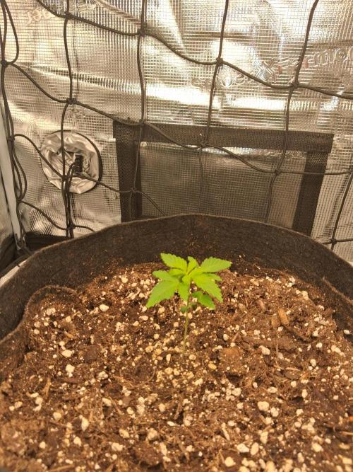 Grow Tent 2.3x2.3x5.2 (70x70x160 cm). Week 2