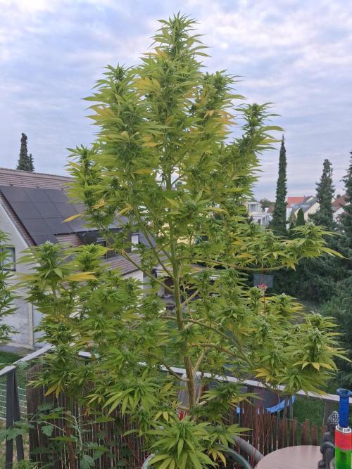 Hindu Kush. Week 1