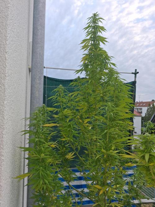 Hindu Kush. Week 1