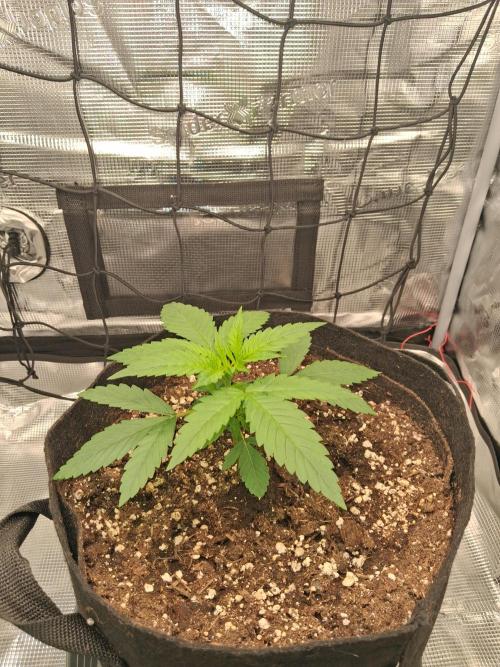 Grow Tent 2.3x2.3x5.2 (70x70x160 cm). Week 3