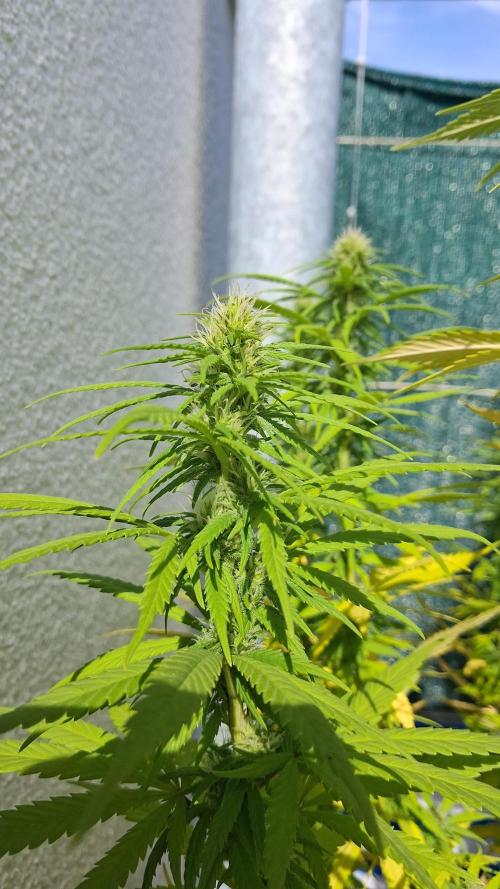 Hindu Kush. Week 2