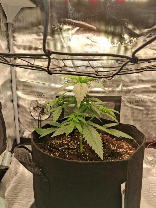 winter 26 grow 1. Week 4 - wächst