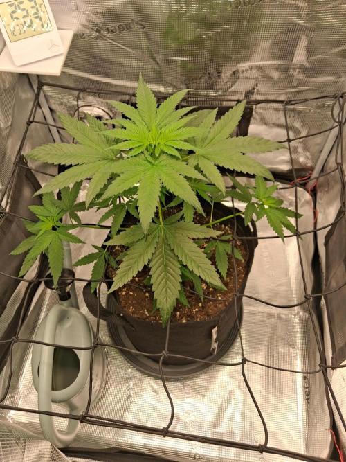 winter 26 grow 1. Week 5