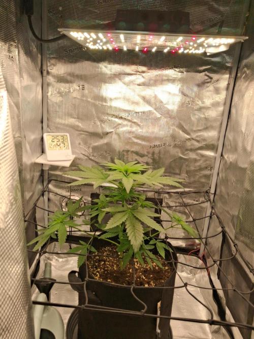 Grow Tent 2.3x2.3x5.2 (70x70x160 cm). Week 5