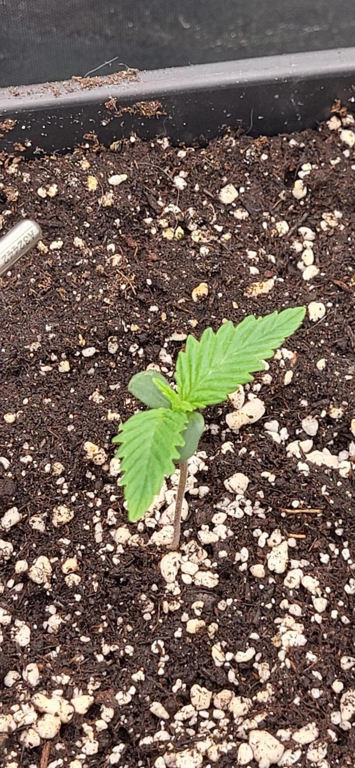 Finding the love again... Gelato Auto. Week 0 - Picture taken in the first week