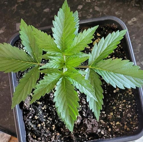 Gelato Auto. Week 2
