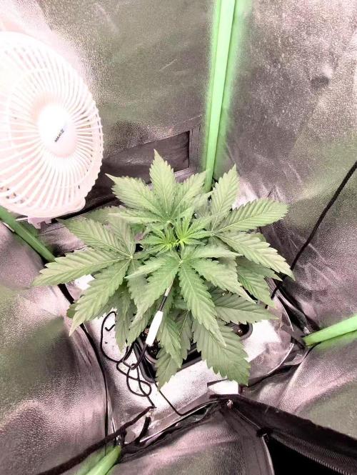 Finding the love again... Gelato Auto