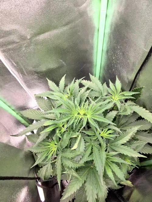 Finding the love again... Gelato Auto