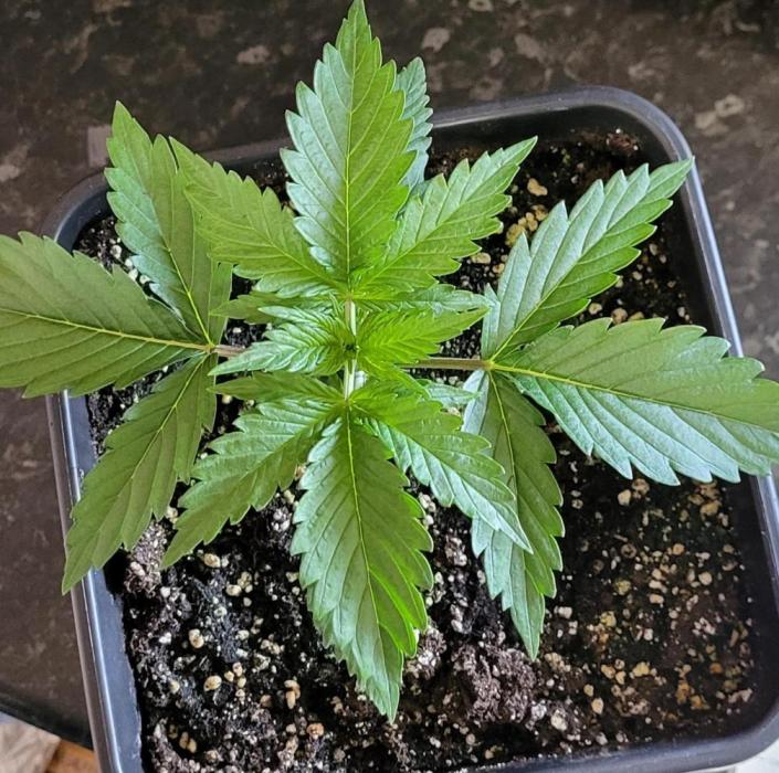 Finding the love again... Gelato Auto. Week 2