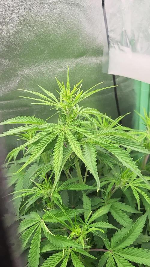 Finding the love again... Gelato Auto