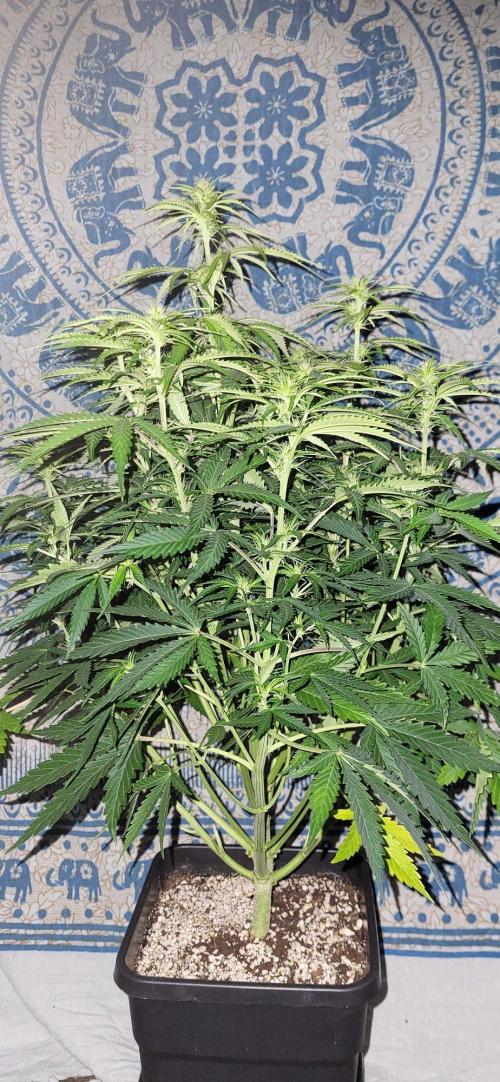 Finding the love again... Gelato Auto. Week 6