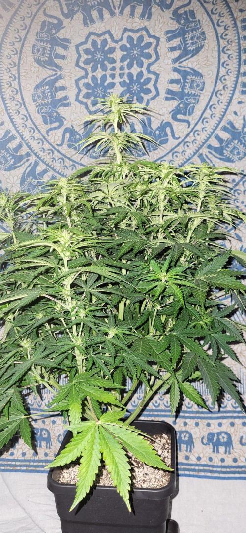 Finding the love again... Gelato Auto. Week 6