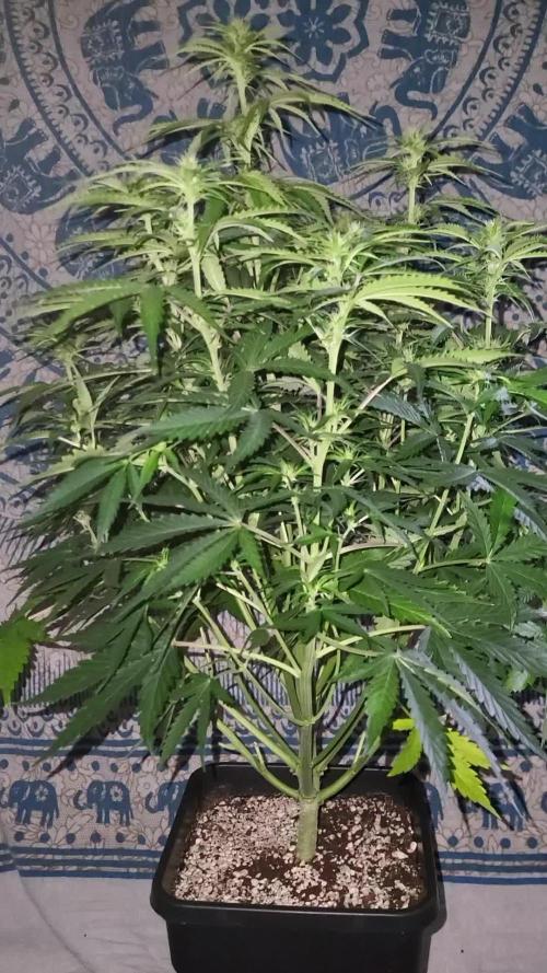 Finding the love again... Gelato Auto