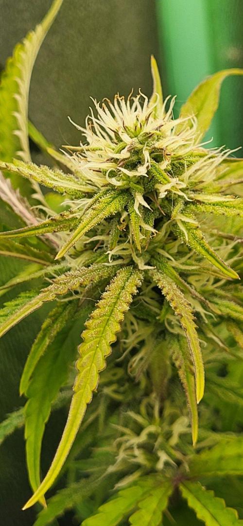 Finding the love again... Gelato Auto. Week 8