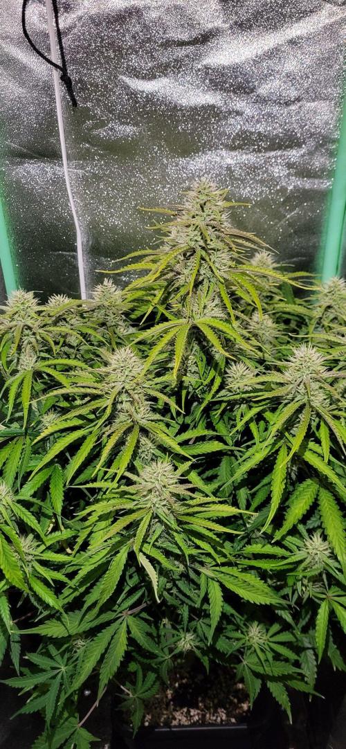 Finding the love again... Gelato Auto. Week 8