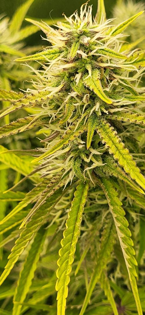Finding the love again... Gelato Auto. Week 8