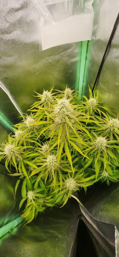 Finding the love again... Gelato Auto. Week 8