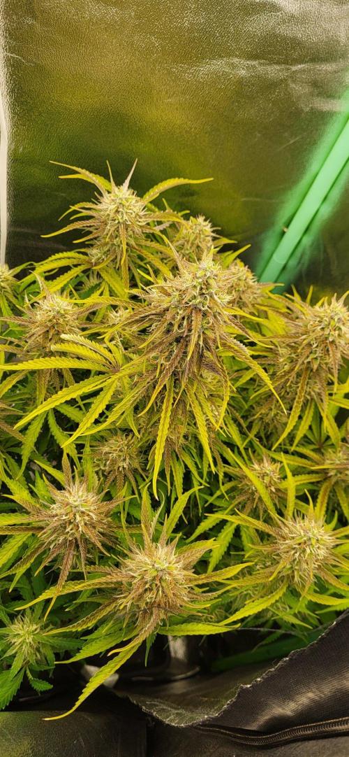 Finding the love again... Gelato Auto. Week 9