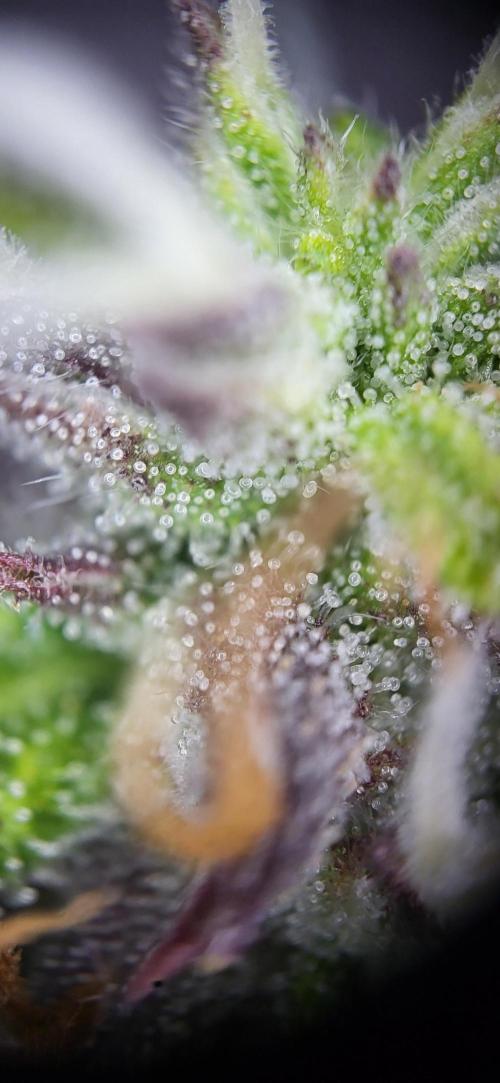 Finding the love again... Gelato Auto. Week 9
