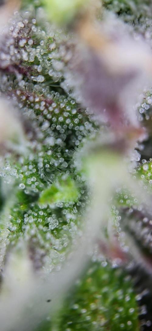Finding the love again... Gelato Auto. Week 9