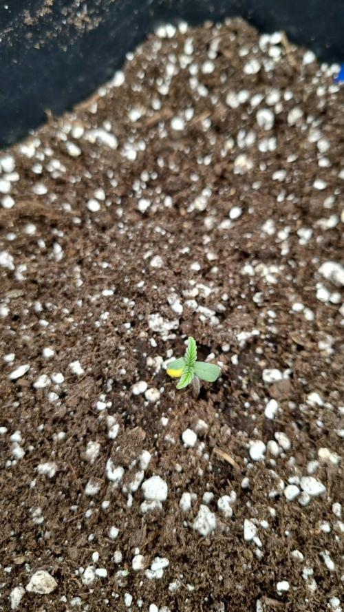 Blueberry Auto. Week 0