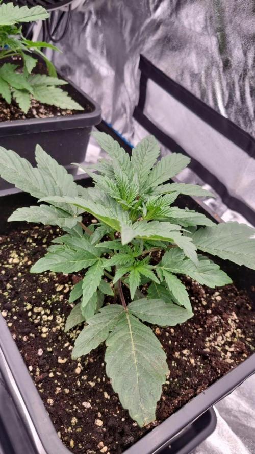 Thin mint x Sour Pinot auto. Week 2