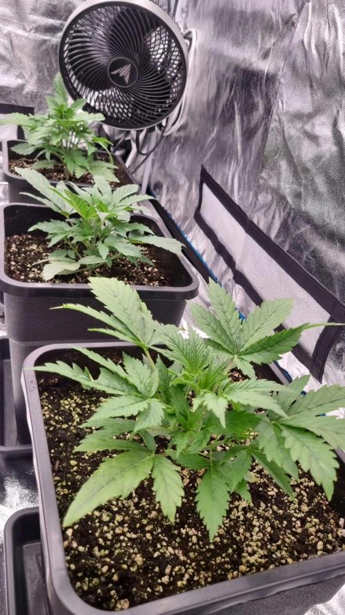 Exodus Cheese Auto 2. Week 2